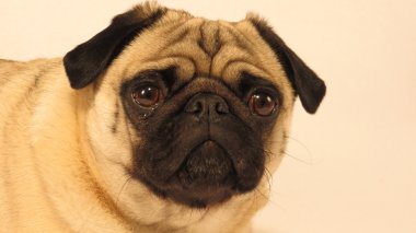Pug yüz portre