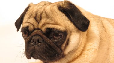Pug yüz portre