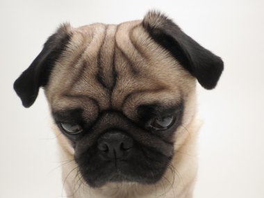 Pug yüz portre