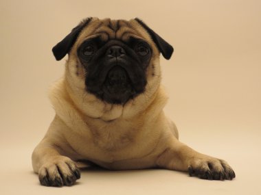Kamera önünde döşeme pug