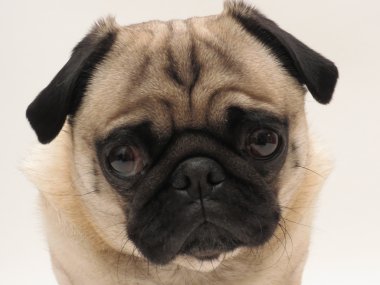 Pug yüz portre