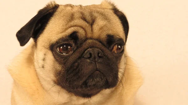 Retrato de cara de Pug — Foto de Stock