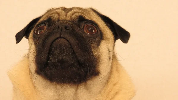 Retrato facial de pug — Fotografia de Stock