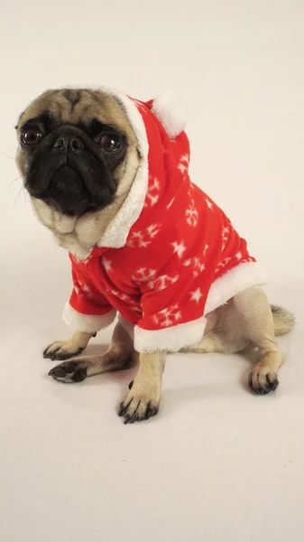 Pug con traje de Navidad y sombrero — Foto de Stock