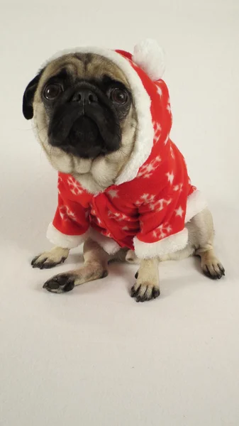 Pug con traje de Navidad y sombrero — Foto de Stock