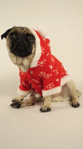 Pug con traje de Navidad y sombrero — Foto de Stock