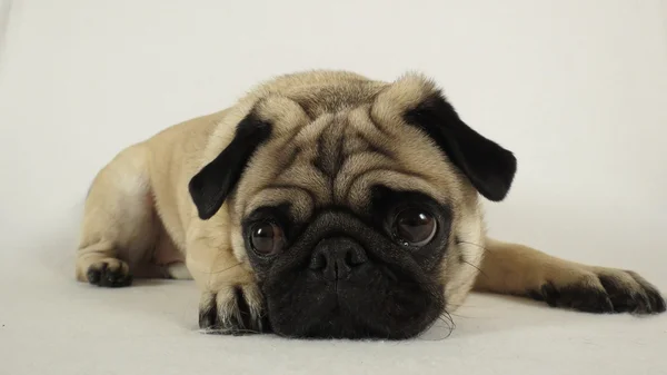 Pug tendido delante de la cámara — Foto de Stock