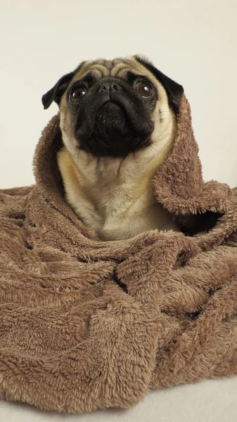 Carlino con coperta marrone — Foto Stock