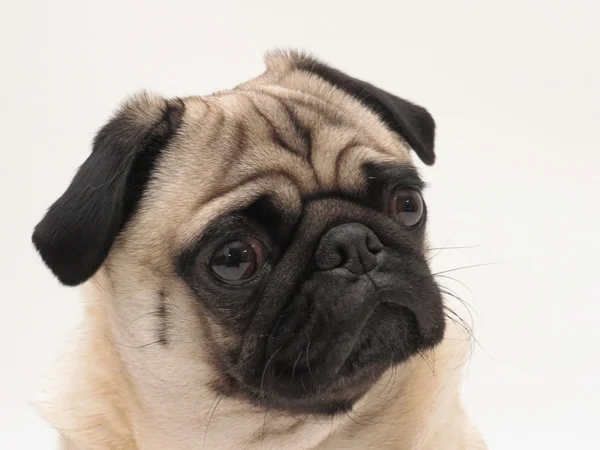 Retrato de cara de Pug — Foto de Stock