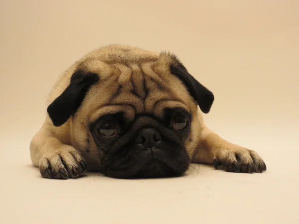 Pug laying in front of camera — Stock Photo, Image