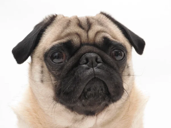 Mops face porträtt — Stockfoto