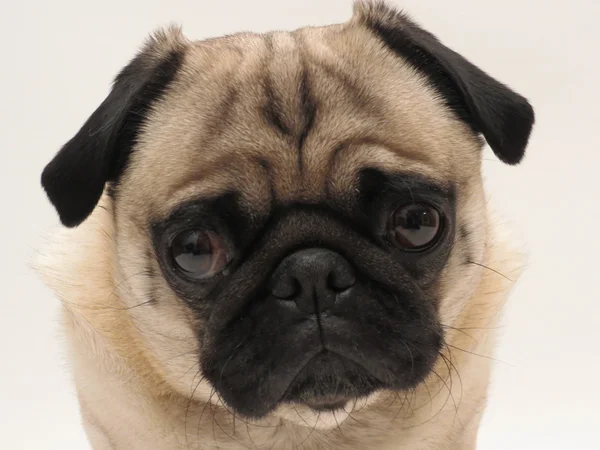 Retrato de cara de Pug — Foto de Stock