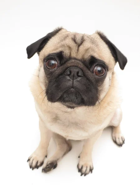 Pug camera zit — Stockfoto