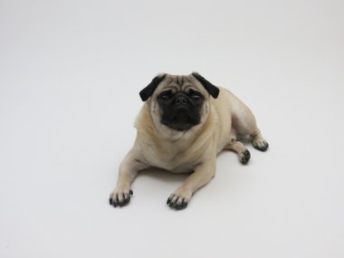 Poz pug