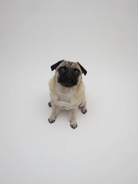 Posando Pug — Foto de Stock