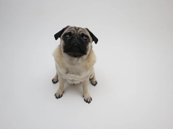 Pug poseren — Stockfoto