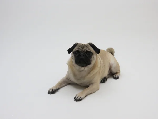 Posando Pug — Foto de Stock