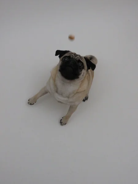 Pug en action attrapant friandises — Photo