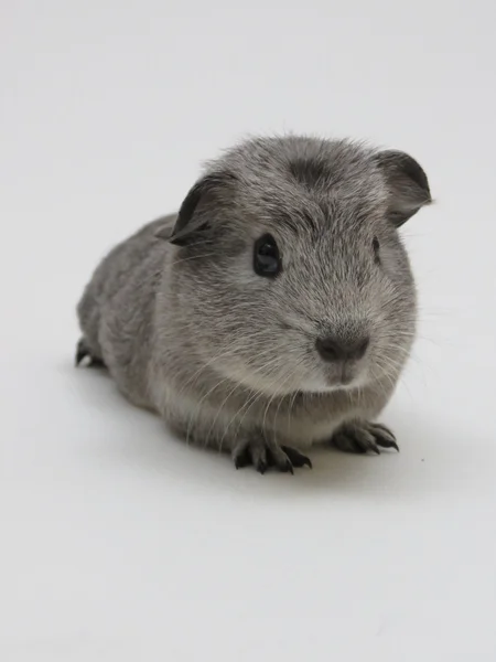 Meerschweinchen — Stockfoto