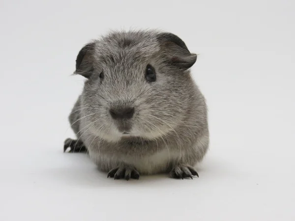 Gris från Guinea — Stockfoto