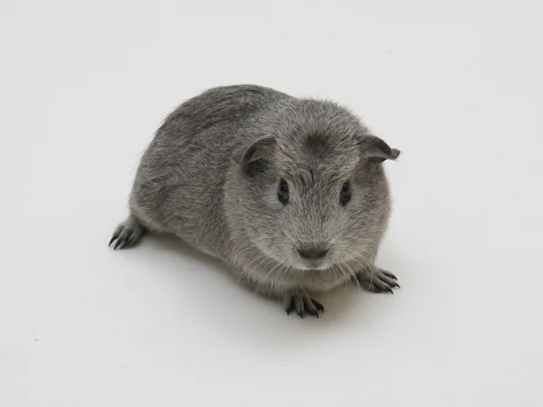 Guinea pig — Stock Photo, Image