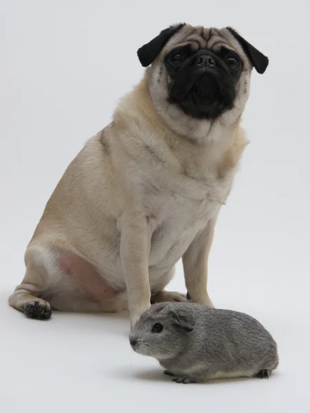 Koos the pug and billy the guinea pig — Stock Photo, Image