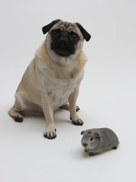 Koos the pug and billy the guinea pig — Stock Photo, Image