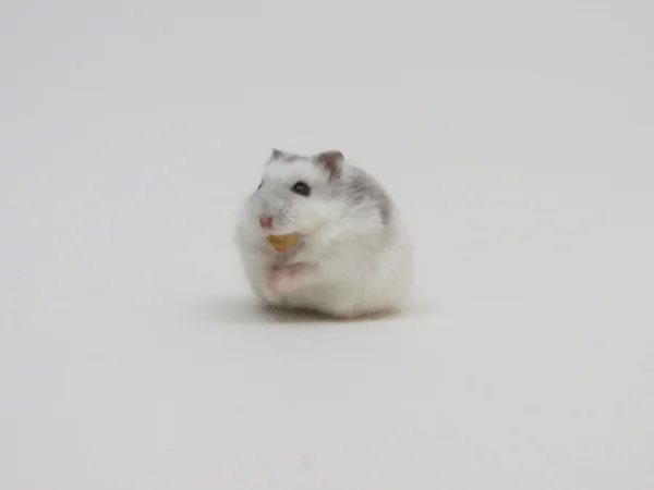 Hamster — Stock Photo, Image