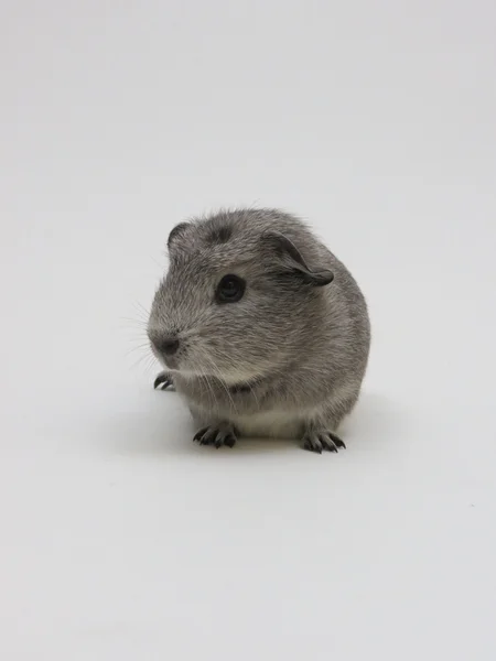 Gris från Guinea Stockfoto