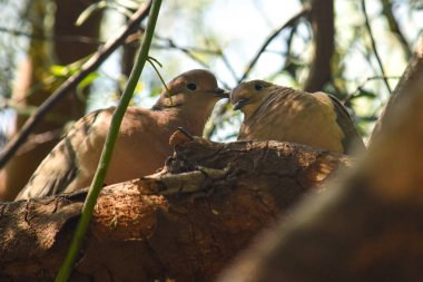 Pareja de palomas descansando en su nido sobre un arbol