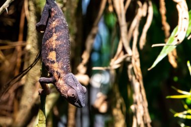 Masoala Zürih Hayvanat Bahçesi 'nde yakın çekim bukalemunu