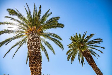 Hırvatistan 'ı bölmek - 08.07.2020, Palmiye boyunca gün ışığı Matejuska limanı Adriyatik Denizi' nden ayrılıyor