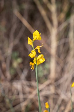 Delta del Llobregat, El Prat, Katalonya, İspanya 'da vahşi sarı orkide 