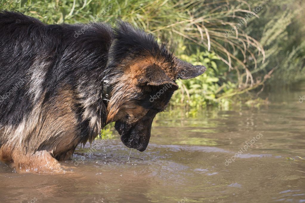 german shepherd fish
