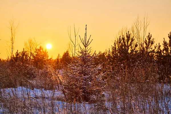 Trees during sunset in winter evening. Snow covered spruce branches in the rays of evening winter sun