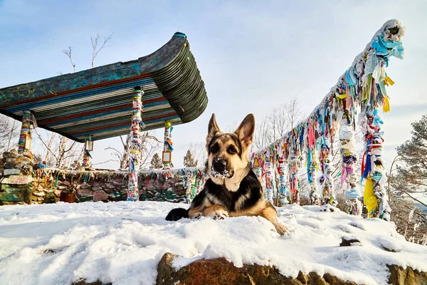 Dog German Shepherd in winter day near the gazebo with traditional Buddhist ribbons