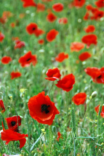 Poppy Fields English Summer — Stock Photo, Image