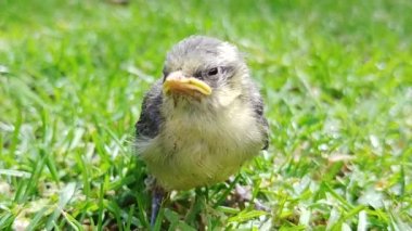 A fledgling Eurasian Blue Tit (Cyanistes caeruleus) on a lawn