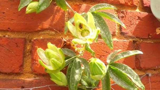 Napfényben Nyíló Passion Flowers Passiflora Páros Időeltolódása — Stock videók