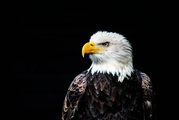 Großaufnahme Eines Weißkopfseeadlers Haliaeetus Leucocephalus — Stockfoto