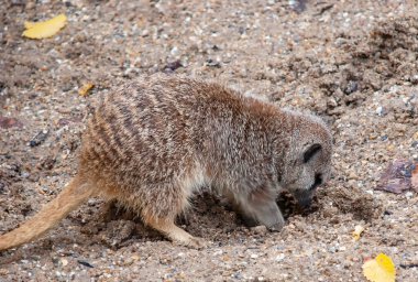 Yalnız bir mirket (Suricata suricatta)