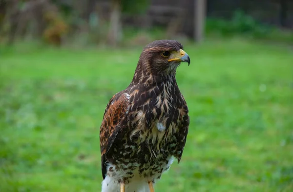 Close Van Een Harris Hawk Parabuteo Unicinctus — Stockfoto