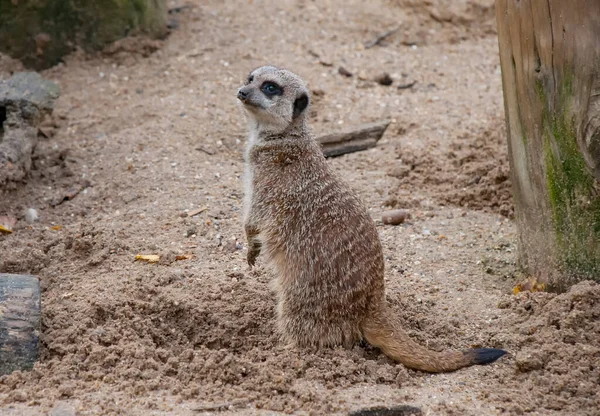 Meerkat Solitario Suricata Suricatta — Foto de Stock