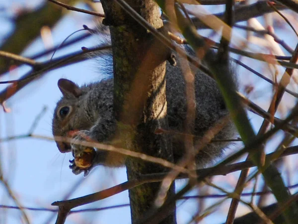 Eastern Grey Squirrel Sciurus Carolinensis — Stock Photo, Image