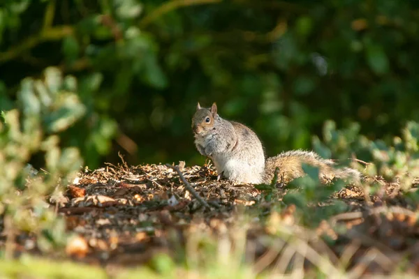 Eastern Grey Squirrel Sciurus Carolinensis — Stock Photo, Image