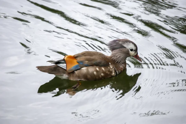 Eine Manadrin Ente Aix Galericulata — Stockfoto