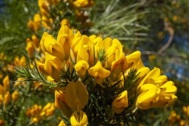 Suffolk kıyısındaki Dunwich Heath manzarası