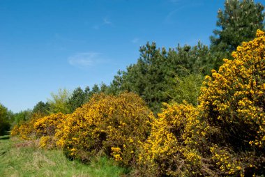 Suffolk kıyısındaki Dunwich Heath manzarası