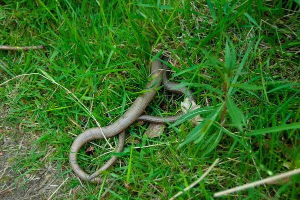 長い草の中に部分的に隠された遅いワーム アンギスの脆弱性 — ストック写真