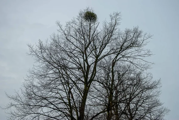 Європейський Альбом Mistletoe Viscum Album Росте Великому Дереві — стокове фото